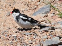 koningrooibekkie baba  Jong Pin tail Whydah - Frieda Prinsloo 2014 : frieda